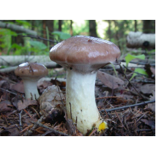 Мицелий Мокрухи еловой / Мокруха клейкая (Gomphidius glutinosus) Мицелий Мокрухи еловой / Мокруха клейкая (Gomphidius glutinosus)